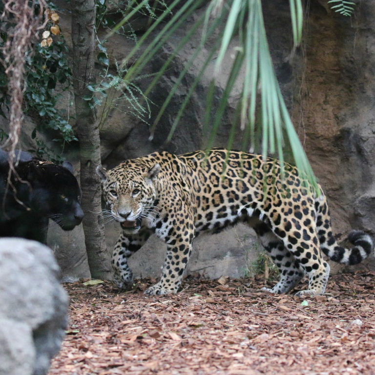Jaguars