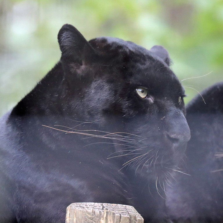 Black Leopard