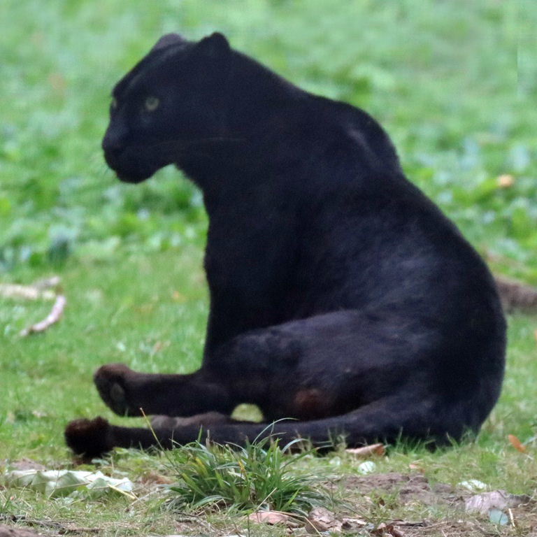 Black Leopard