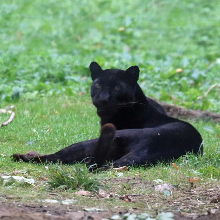 Black Leopard