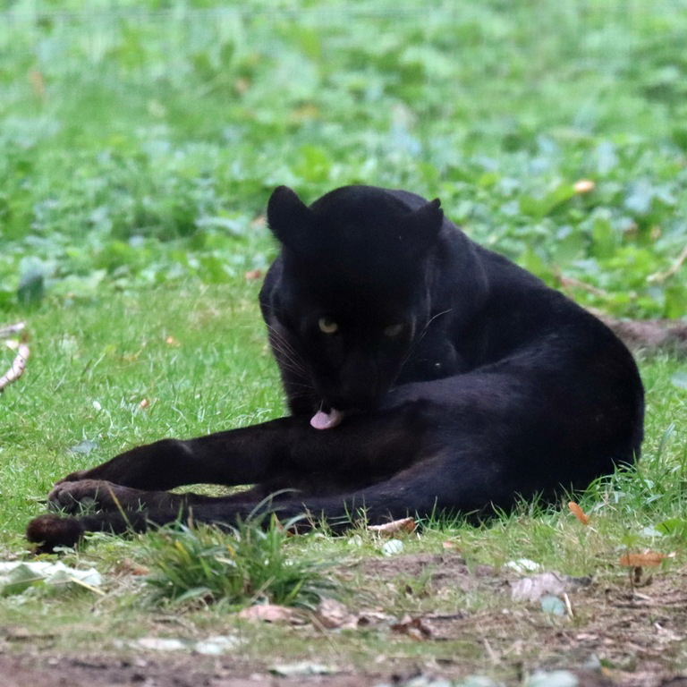 Black Leopard