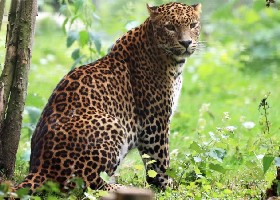 Sri Lankan Leopard
