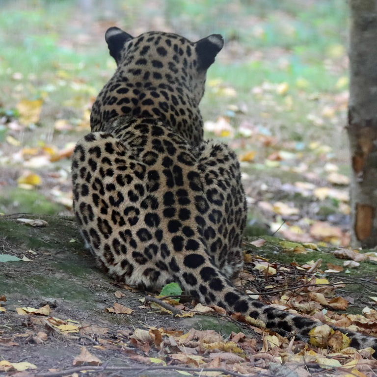 Persian Leopard
