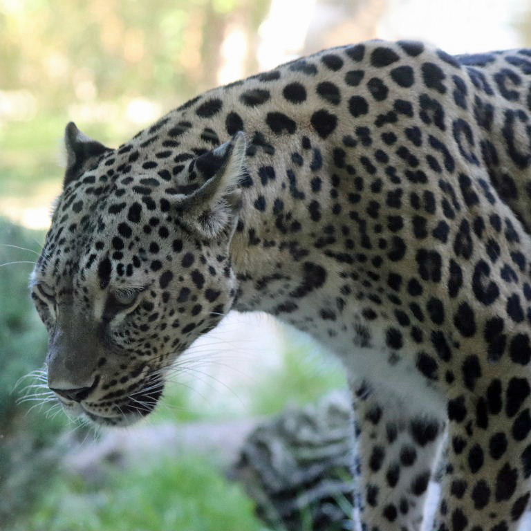 Persian Leopard