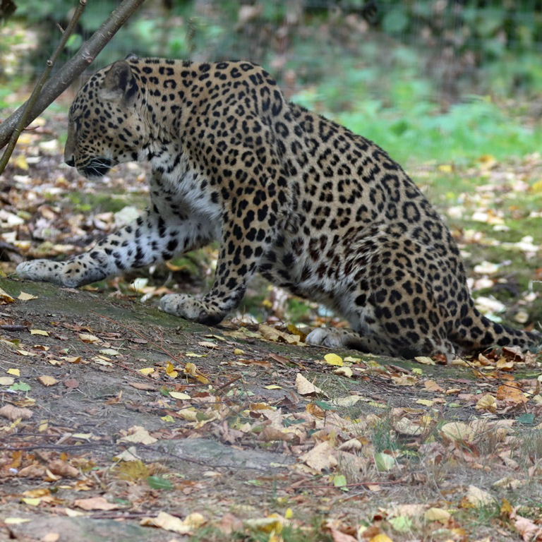 Persian Leopard