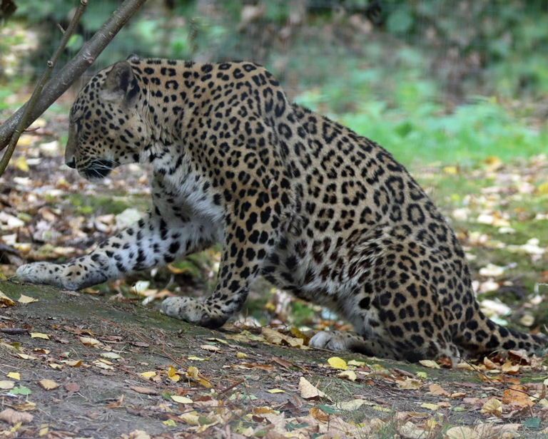 Persian Leopard
