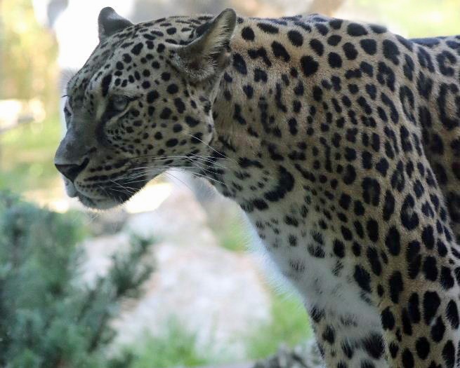Persian Leopard