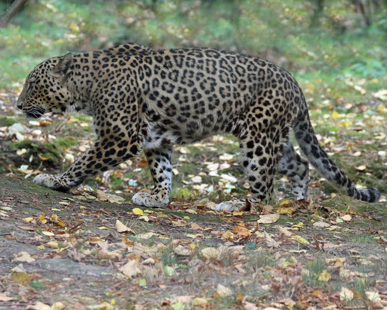 Persian Leopard