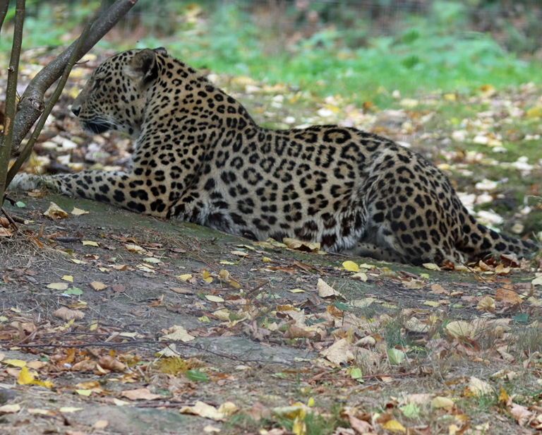 Persian Leopard