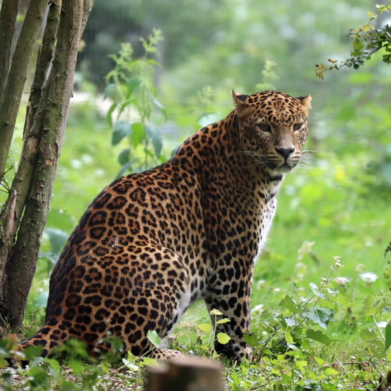 Sri Lankan Leopard