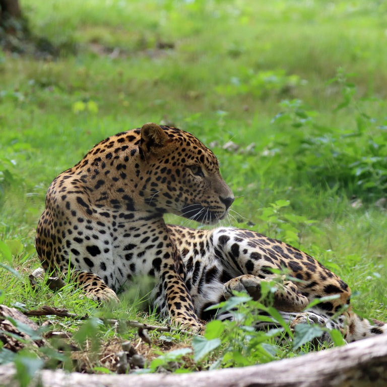 Sri Lankan Leopard