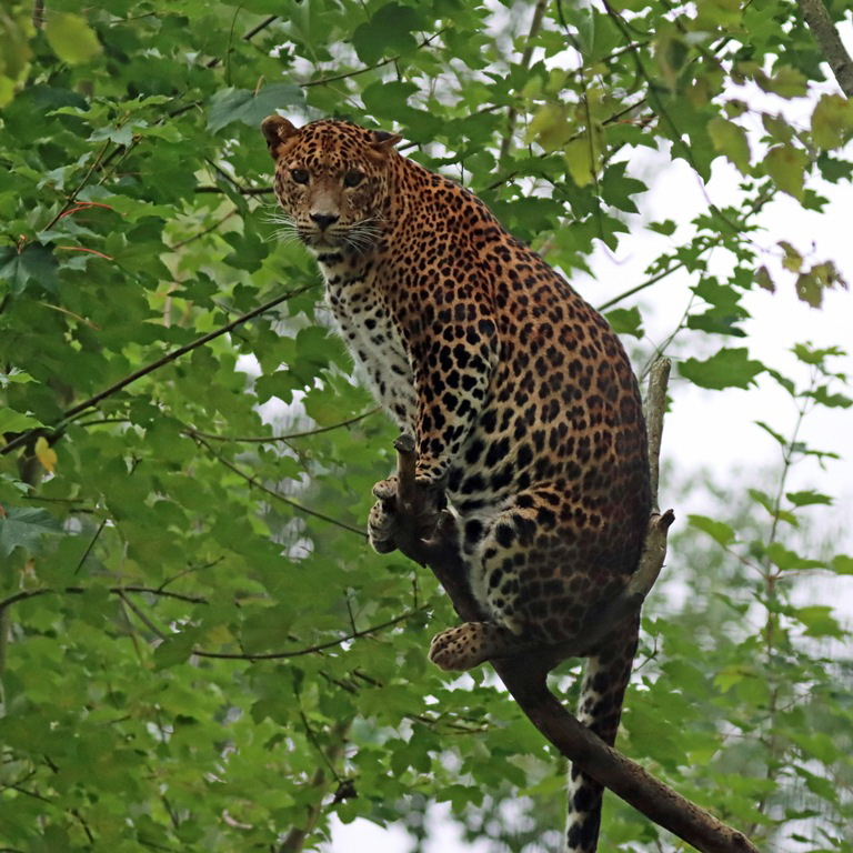 Sri Lankan Leopard