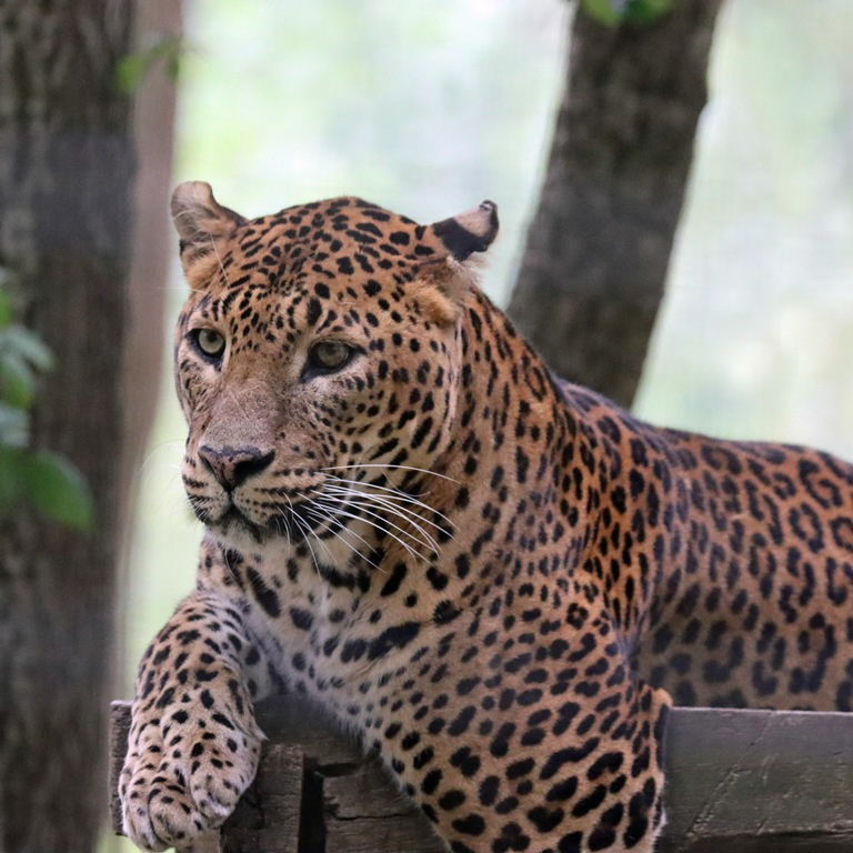 Sri Lankan Leopard