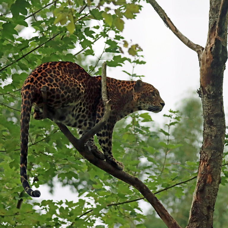Sri Lankan Leopard
