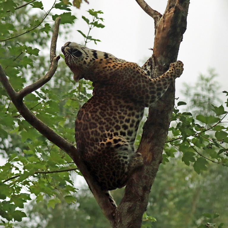 Sri Lankan Leopard
