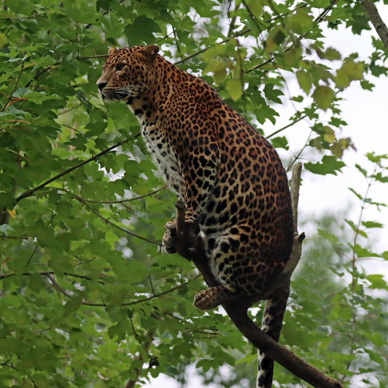 Sri Lankan Leopard
