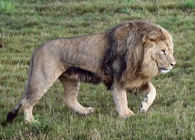 East African Lion