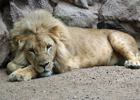 Southwest African Lion