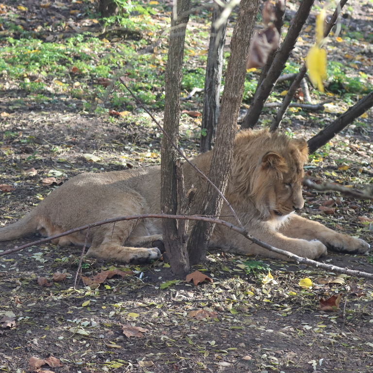 Asiatic Lionesses
