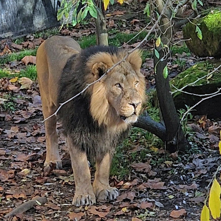 Asiatic Lion