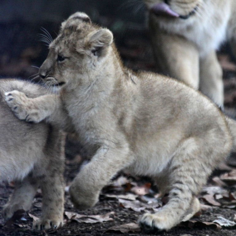 Asiatic Lion cub