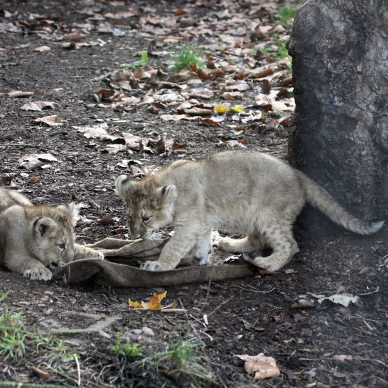 Asiatic Lion cub