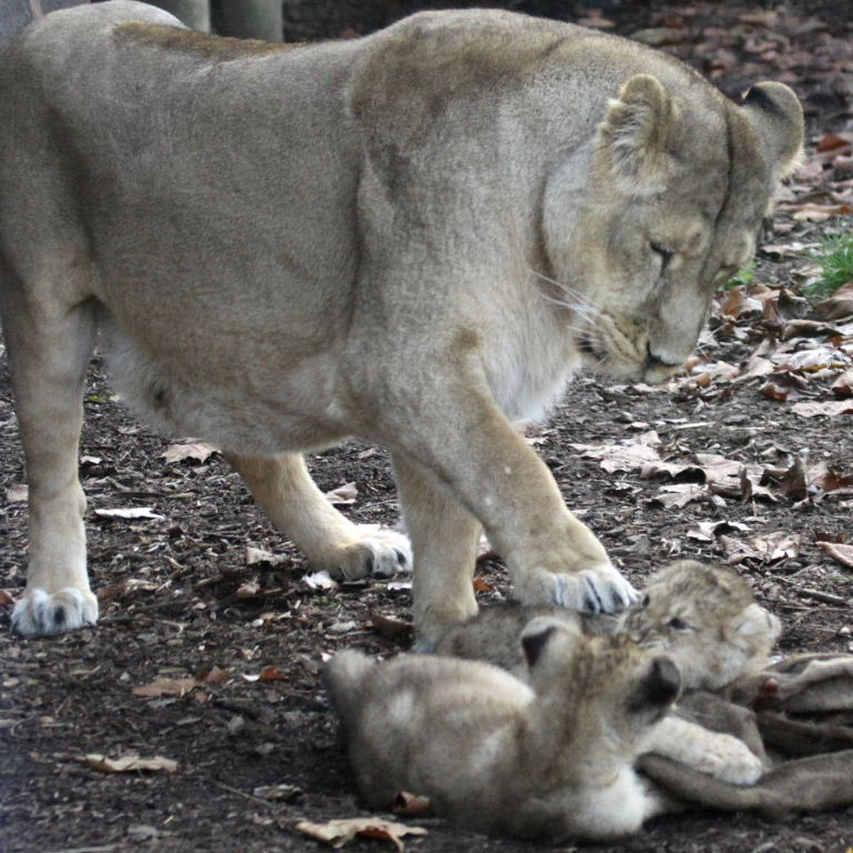 Asiatic Lioness