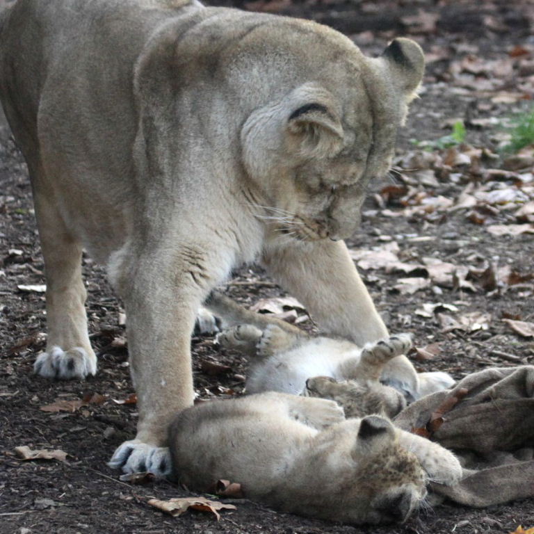 Asiatic Lion female