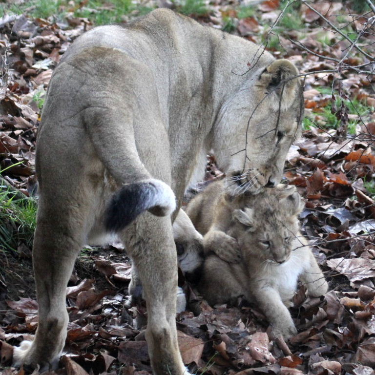 Asiatic Lion cubs