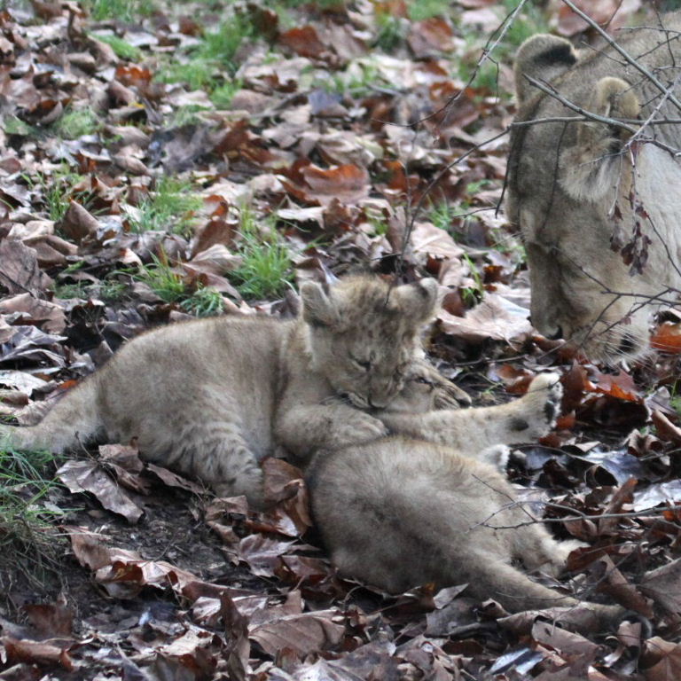 Asiatic Lioness with cub
