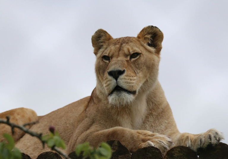 Barbary Lion