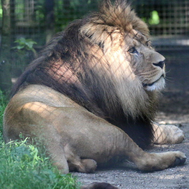 Barbary Lion male
