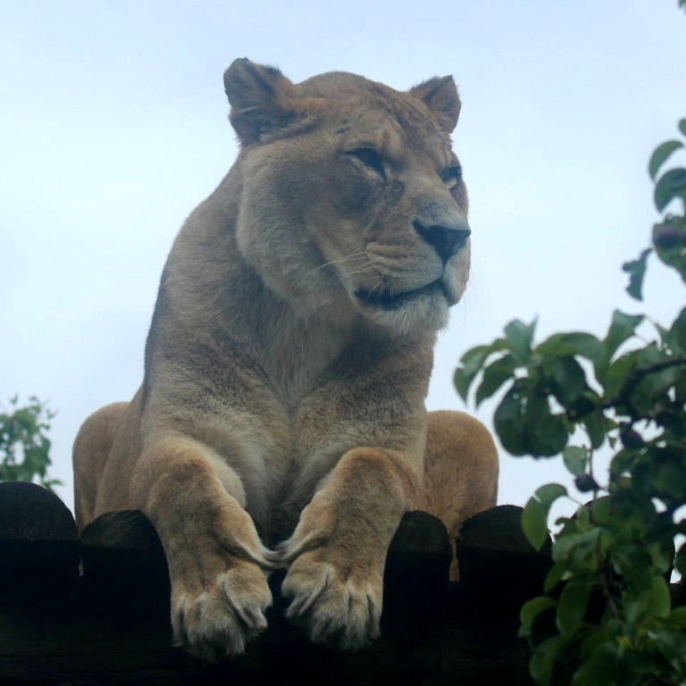 Barbary Lioness