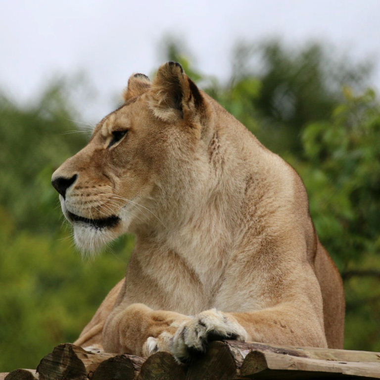 Barbary Lion