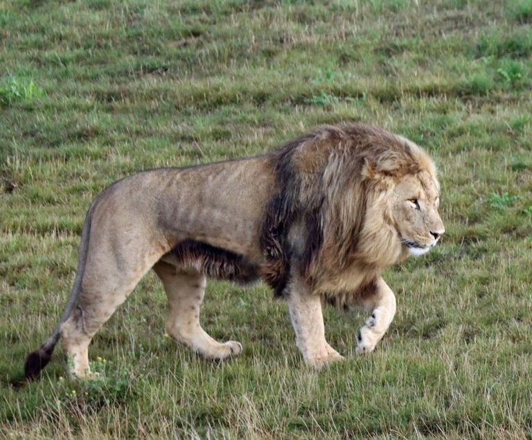 East African Lion