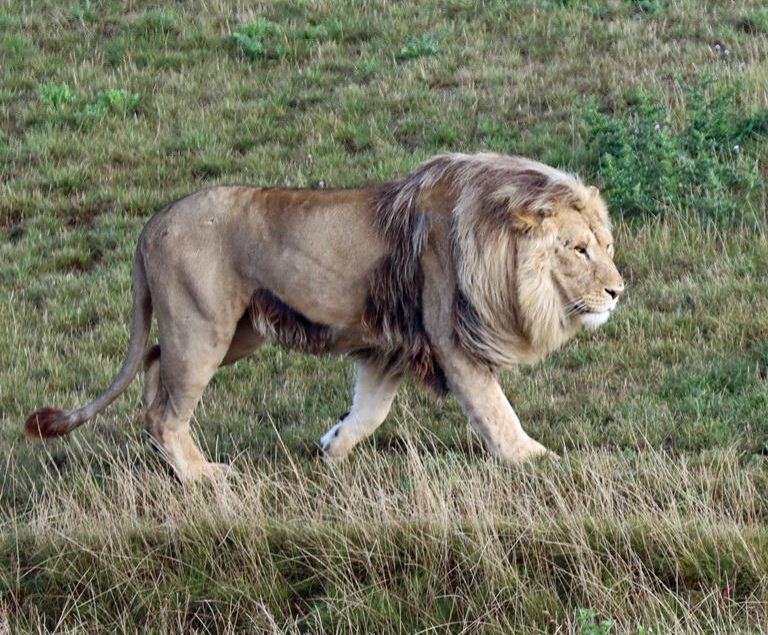 East African Lion