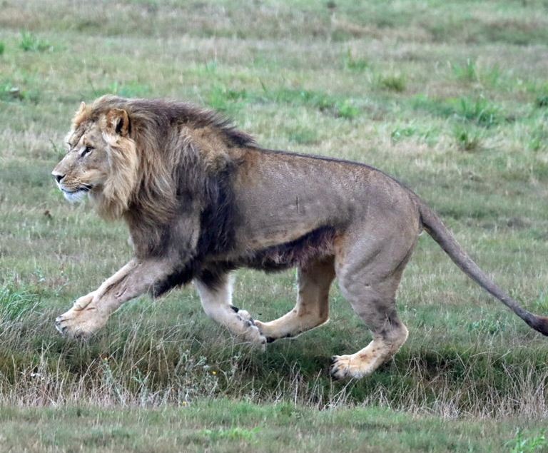 East African Lion