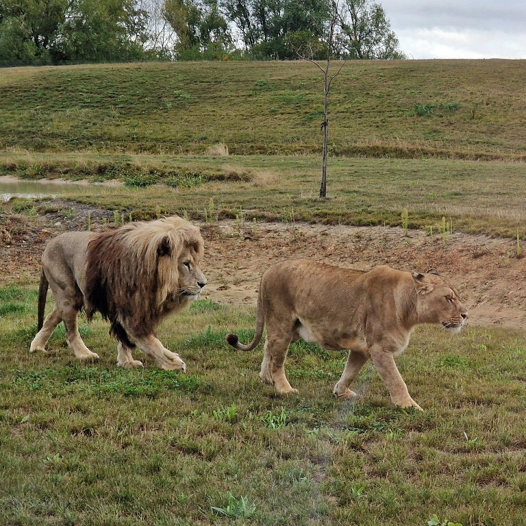 East African Lion