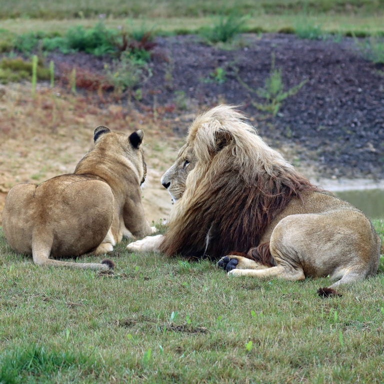 East African Lion