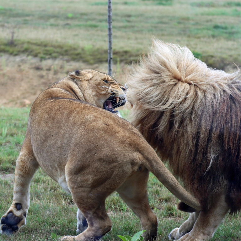 East African Lion