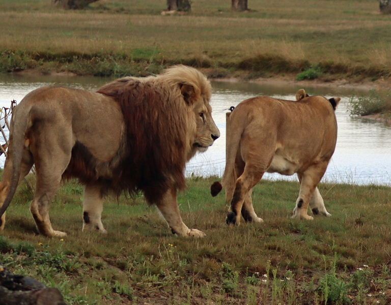 East African Lion