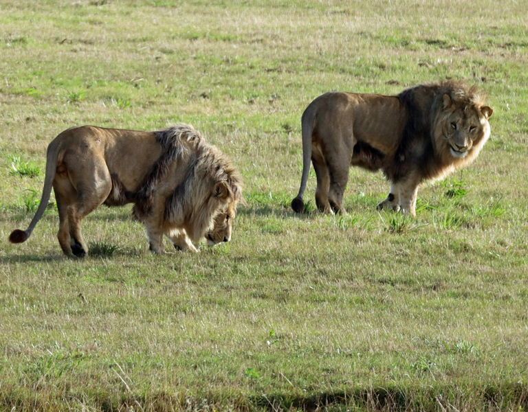East African Lion