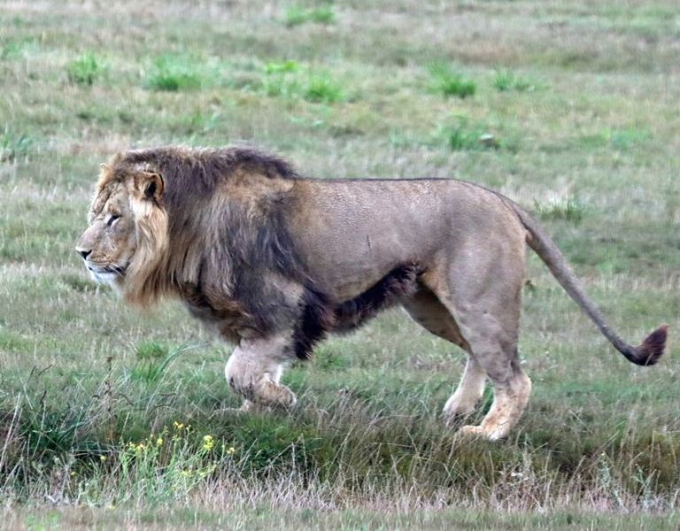 East African Lion