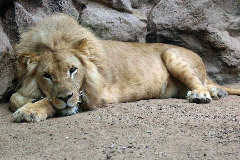 Southwest African Lion