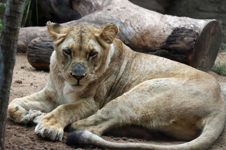 Southwest African Lion