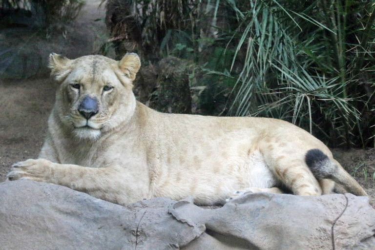Southwest African Lion