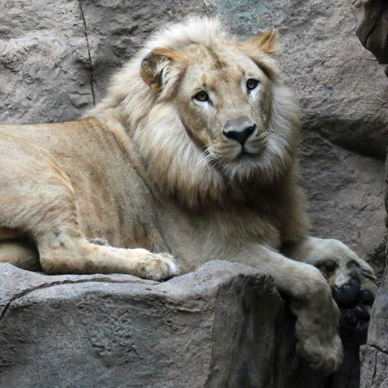 Southwest African Lion