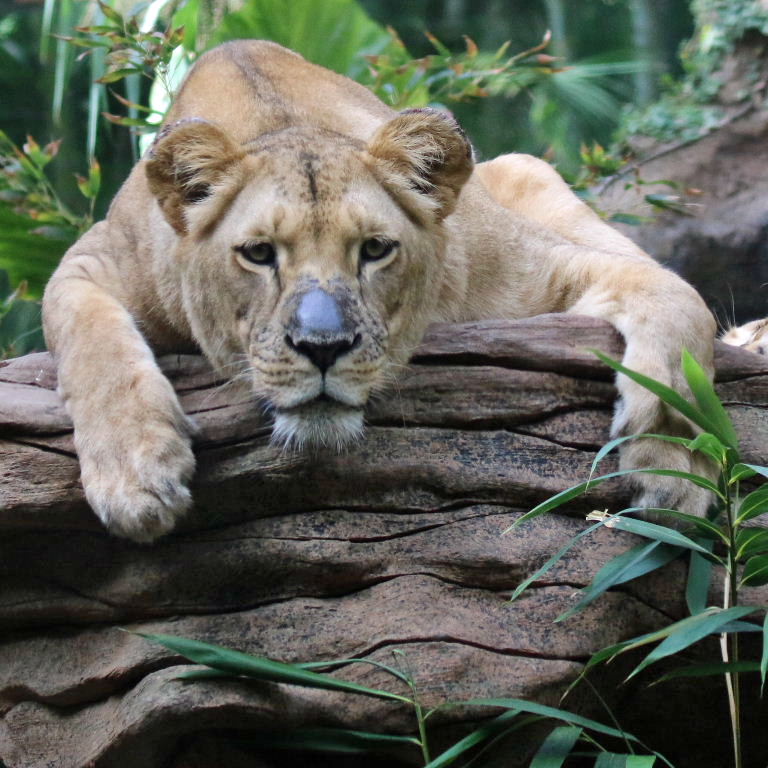 Southwest African Lion