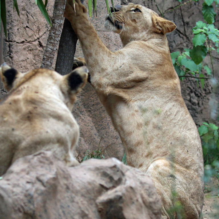 Southwest African Lion