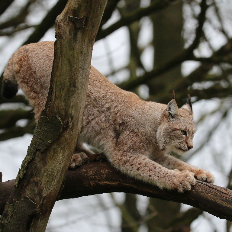 Eurasian Lynx